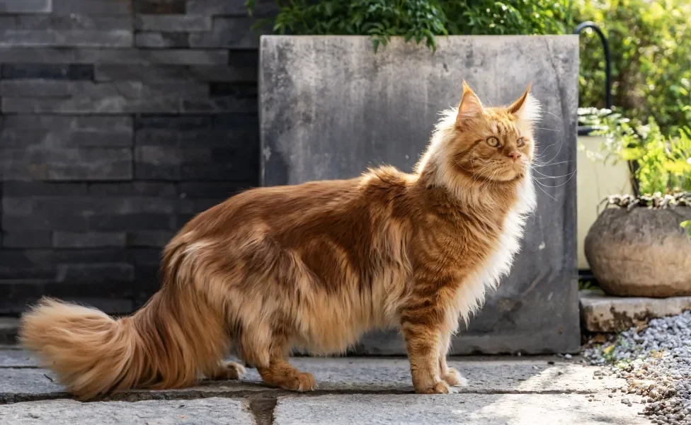 gato laranja em pé ao ar livre