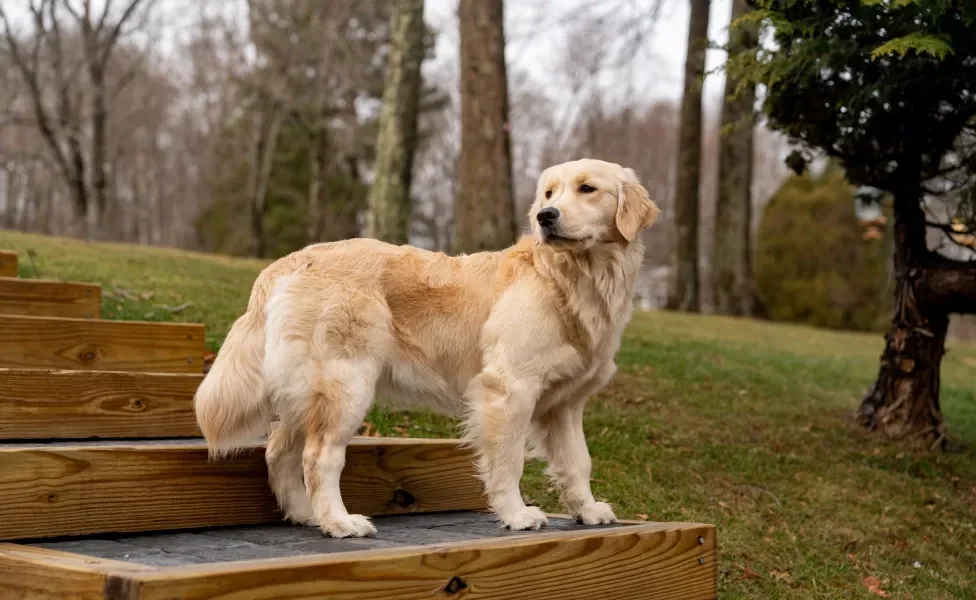 Golden Retriever ao ar livre