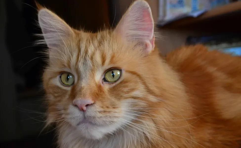 Gato laranja de olhos verdes e peludo