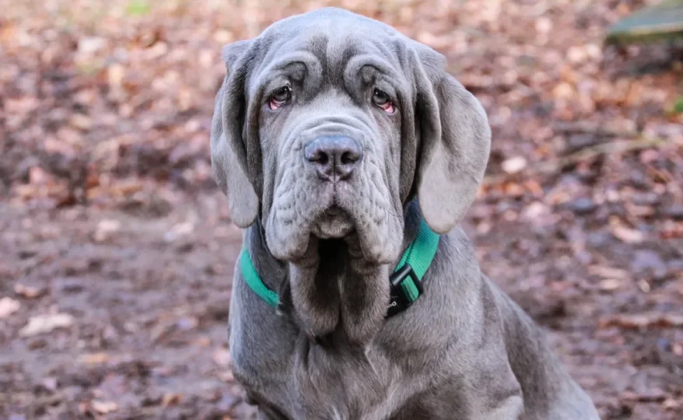 Cão Mastim Napolitano em cenário de outono na floresta