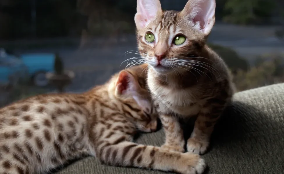 dois gatos da raça Ocicat 