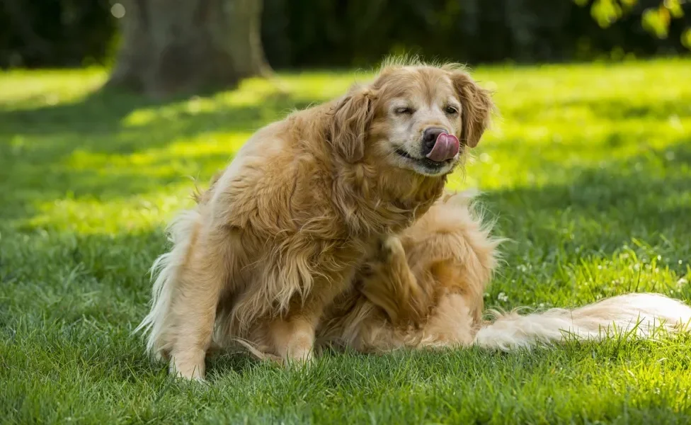 cachorro em cima da grama se coçando