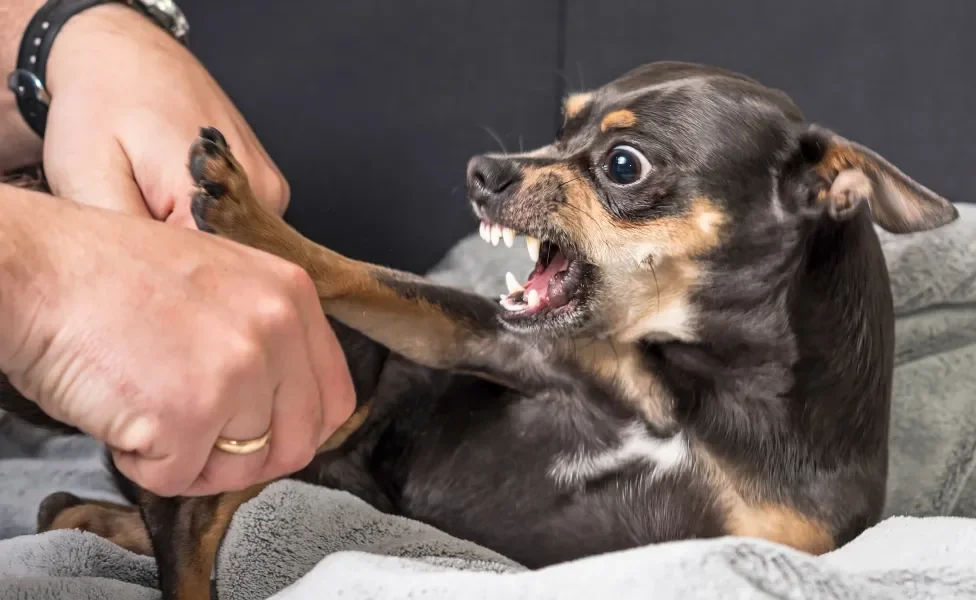 Pinscher rosnando para mão humana