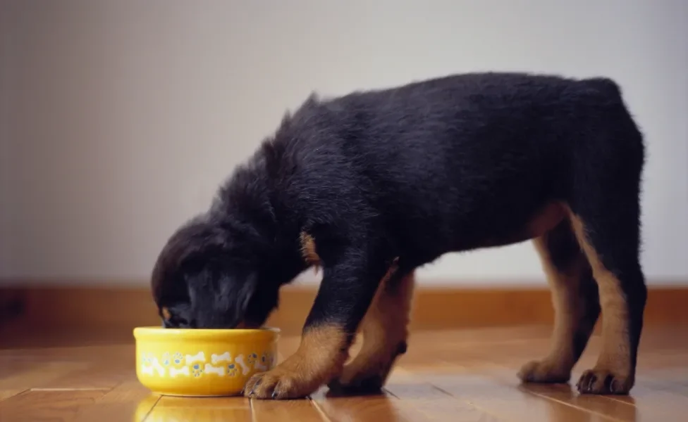 cachorro filhote comendo ração