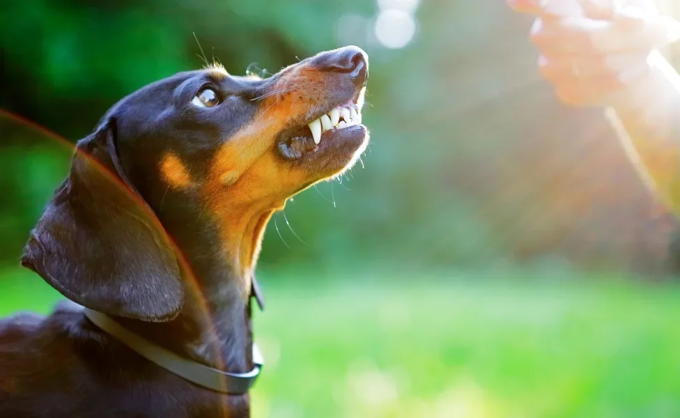 DDachshund rosnando ao ar livre