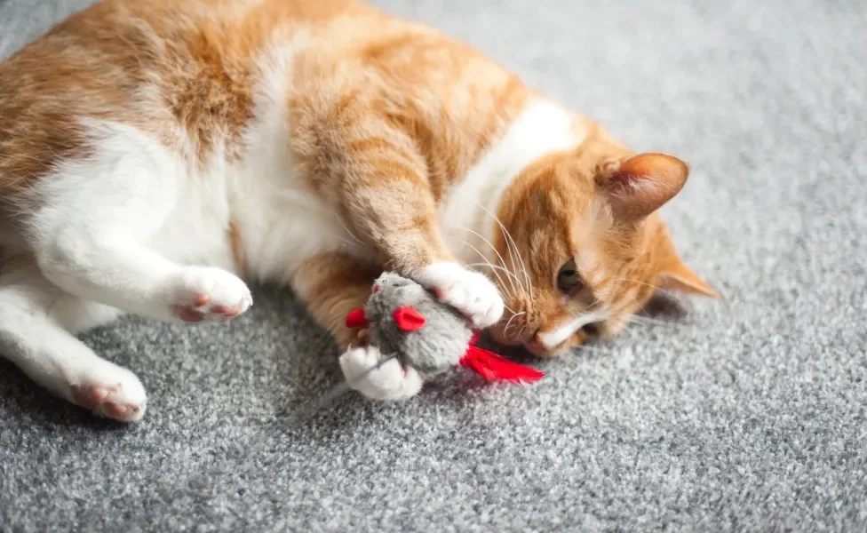 gato brincando com ratinho de brinquedo