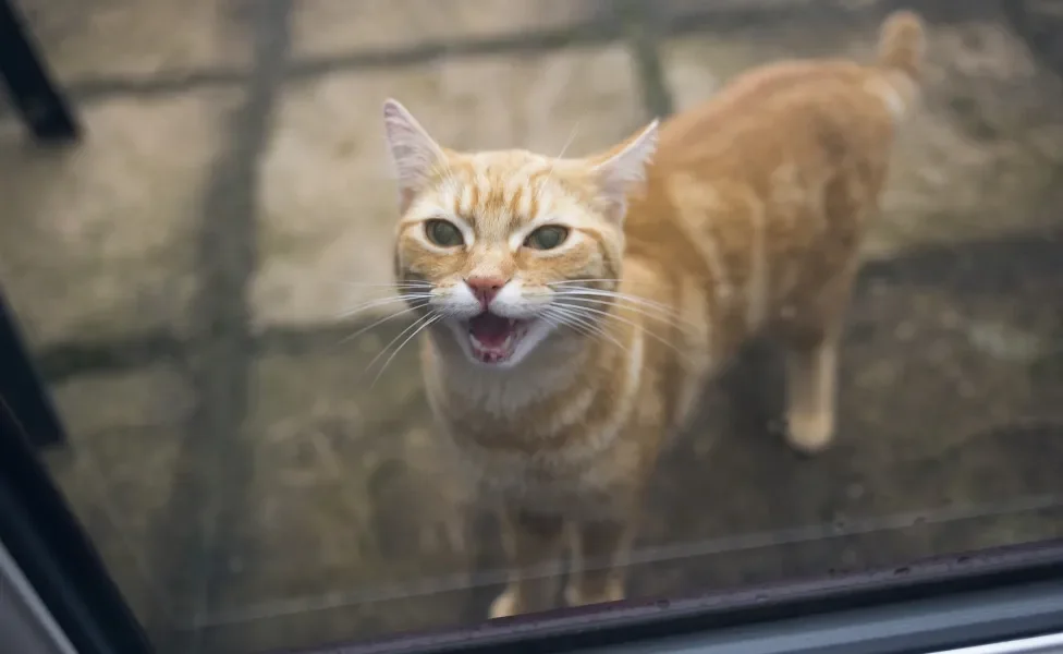 gato com calor miando