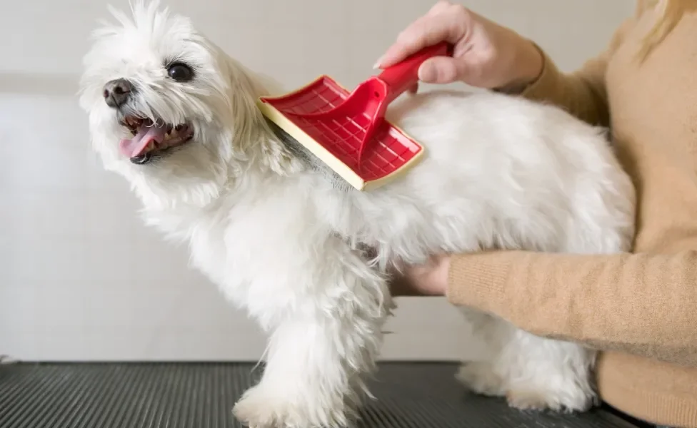 humano penteando pelo de cachorro com escova