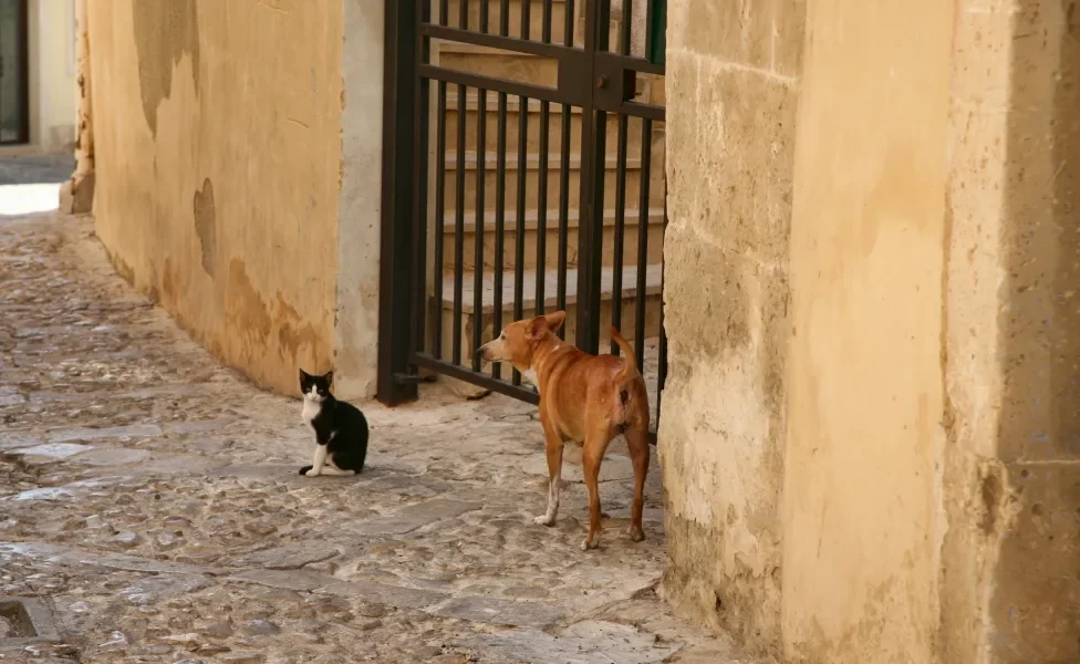 cachorro e gato na rua