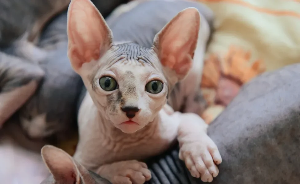 Sphynx deitado em cima de outro gato