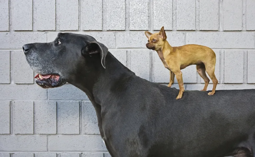 cachorro grande com um cachorro pequeno nas costas