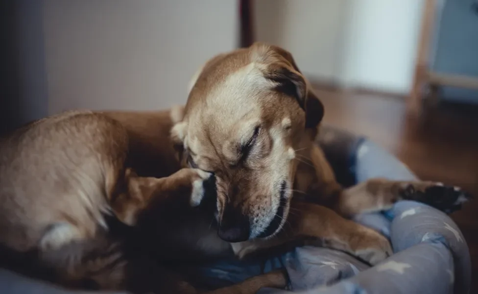 cachorro se coçando deitado na cama