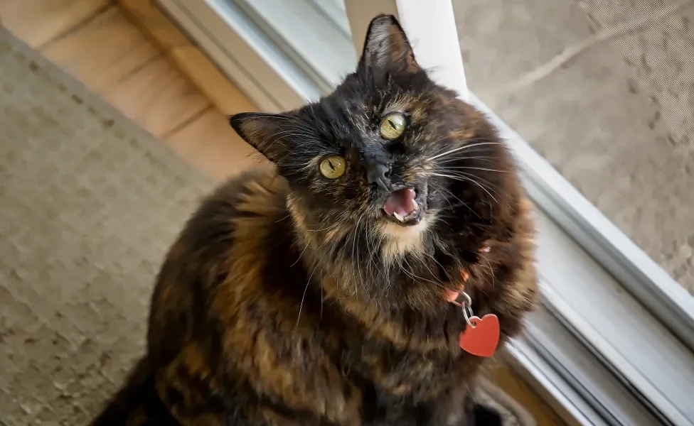 gato miando dentro de casa