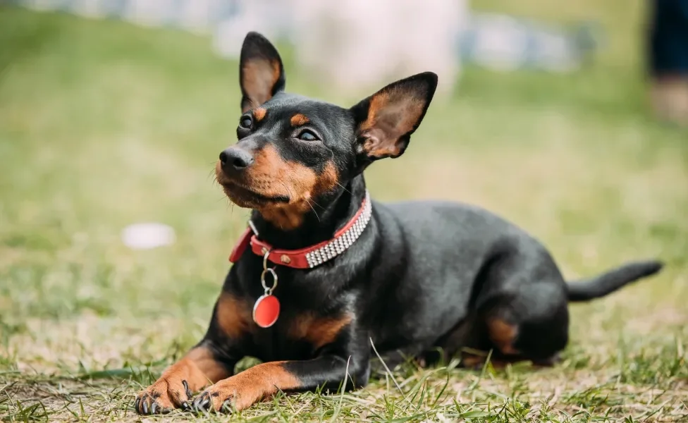 Pinscher deitado na grama