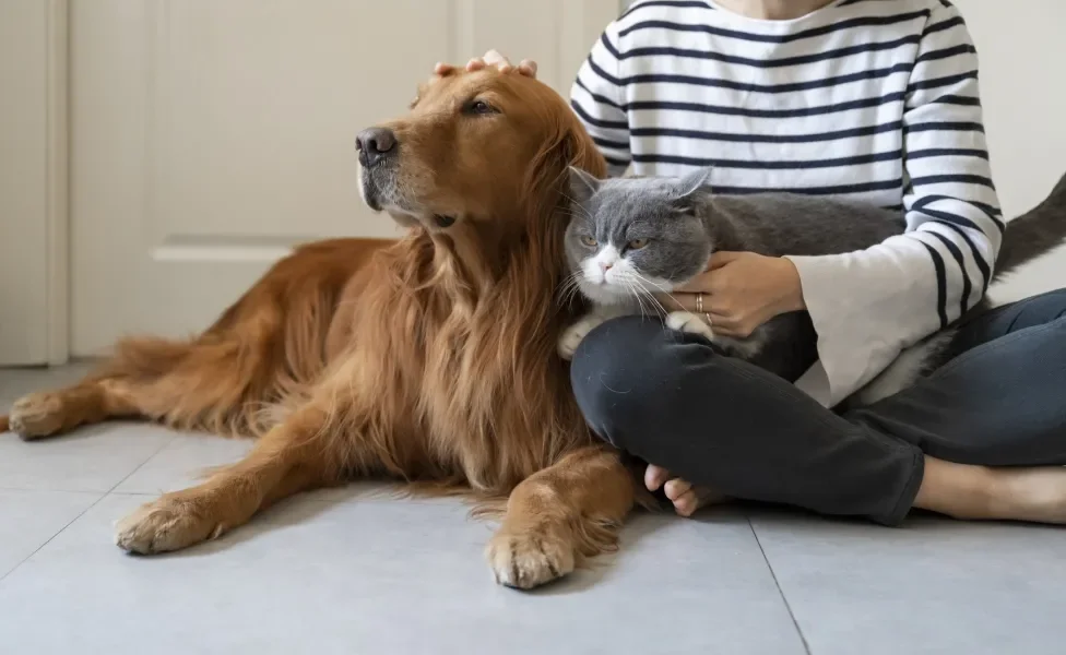 Golden Retriever deitado ao lado de humana e gato