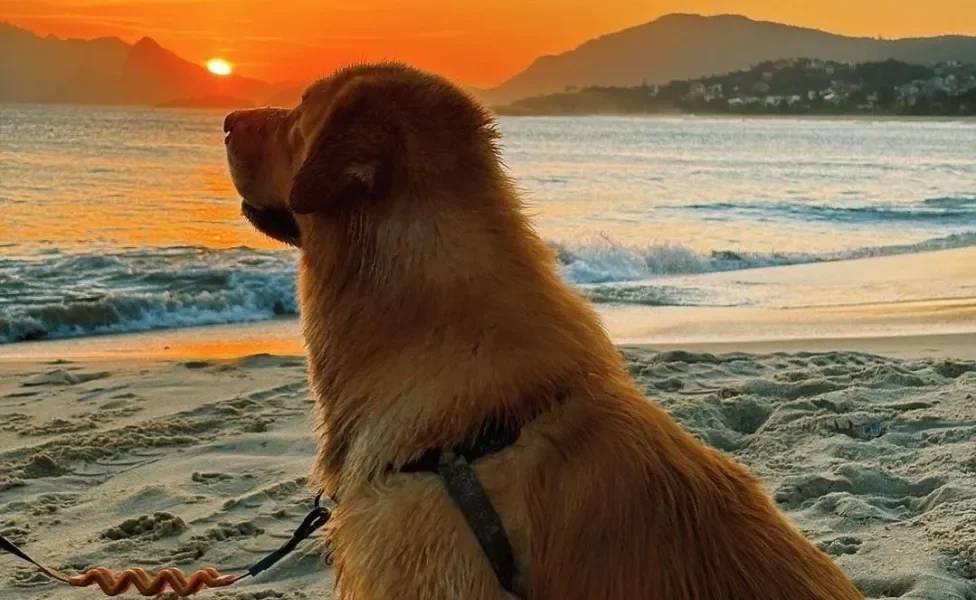 Golden Retriever sentado na areia olhando pôr do sol