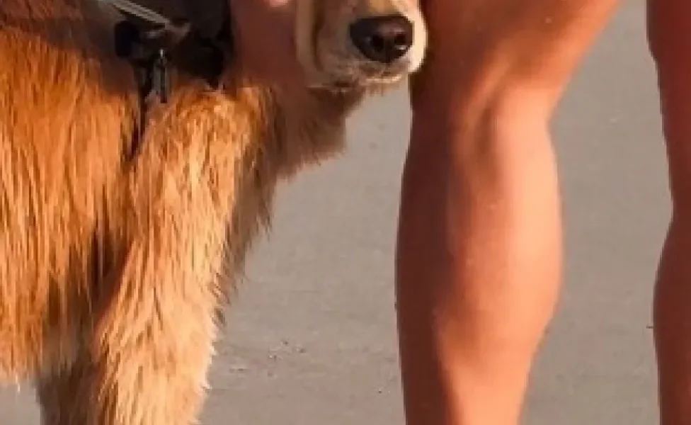 Golden Retriever recebendo carinho de homem na praia