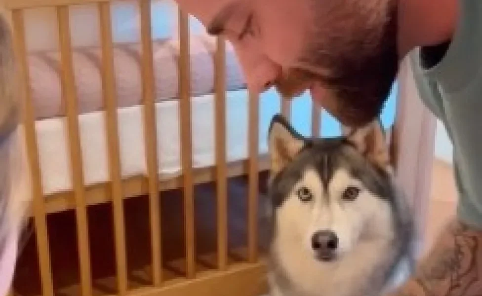 Husky Siberiano ao lado de bebê e tutor