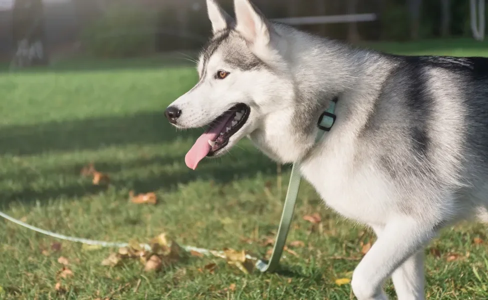 Husky Siberiano de coleira ao ar livre