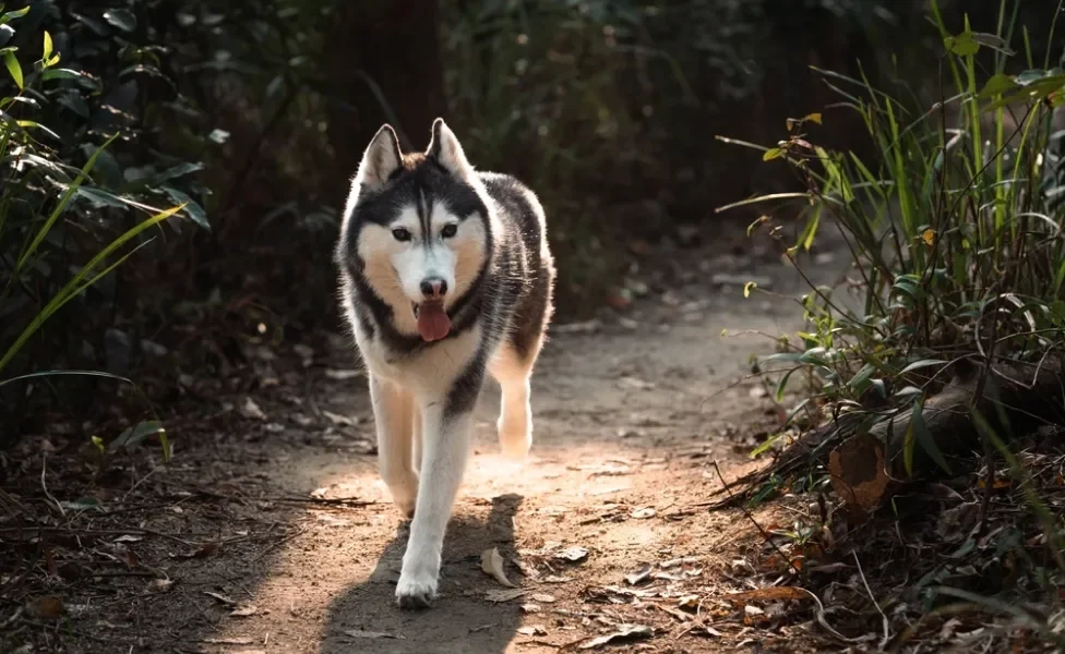 Husky Siberiano ao ar livre