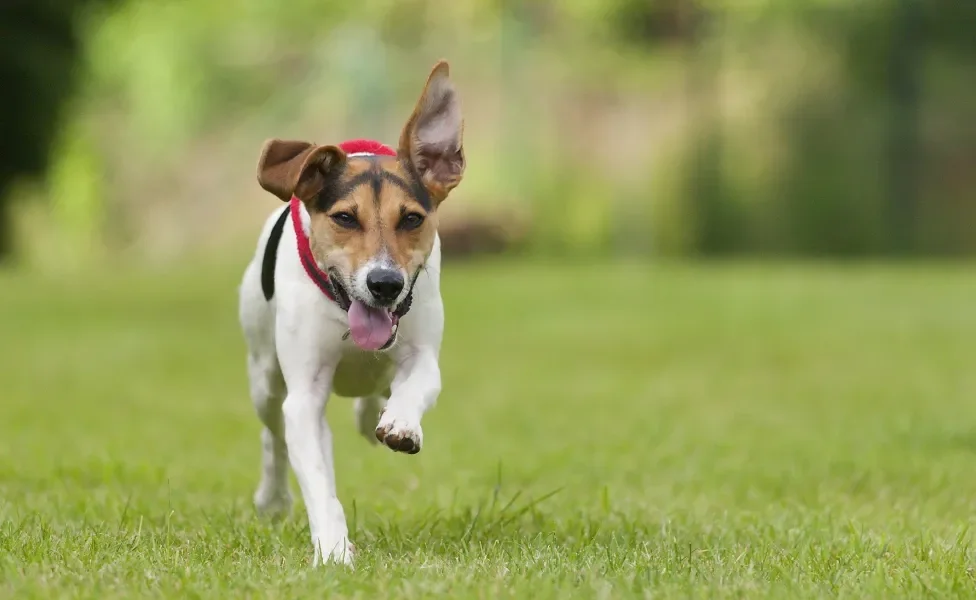 Jack Russel Terrier correndo ao ar livre