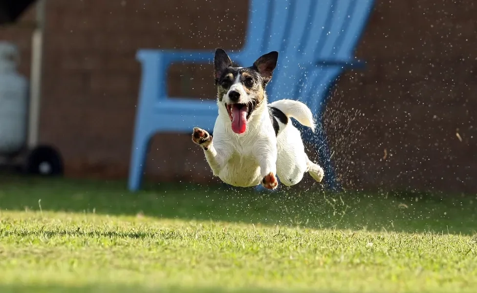 Cachorro da raça Jack Russell Terrier pulando enquanto corre ao ar livre