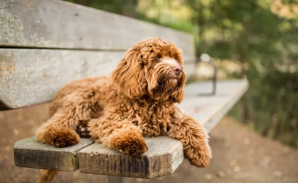 Labradoodle sentado em banco ao ar livre