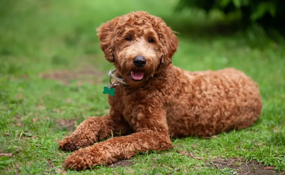 Labradoodle deitado na grama