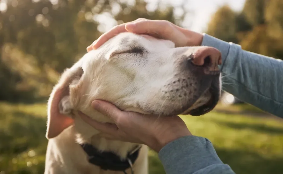 Labrador recebendo carinho humano