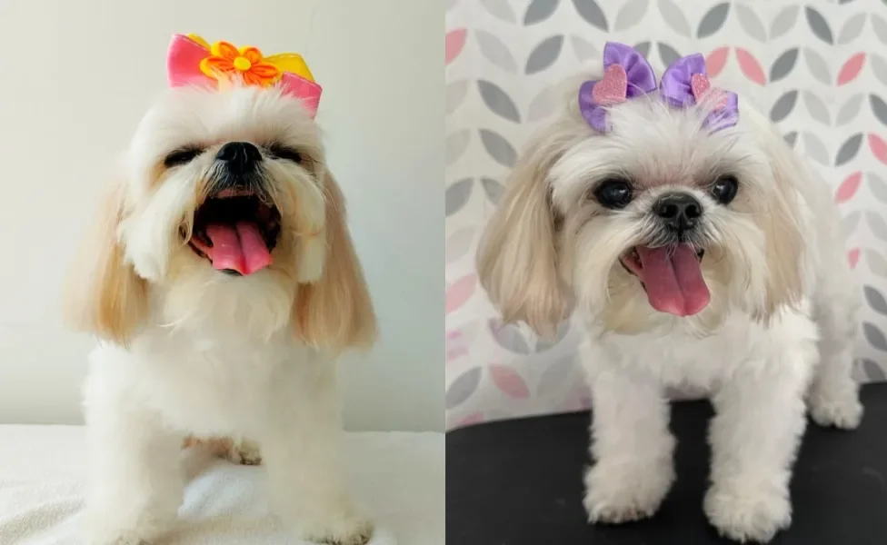 Montagem com foto de cachorro Shih Tzu