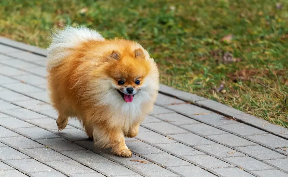 Lulu da Pomerânia ao ar livre