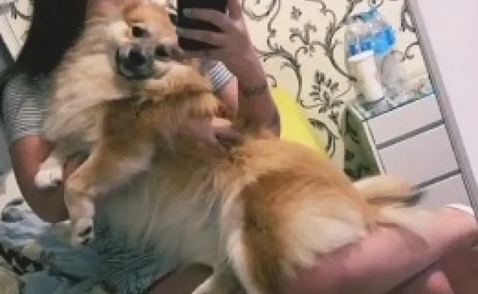 Cachorro lulu da pomerânia sendo segurado por mulher, que tira selfie no espelho