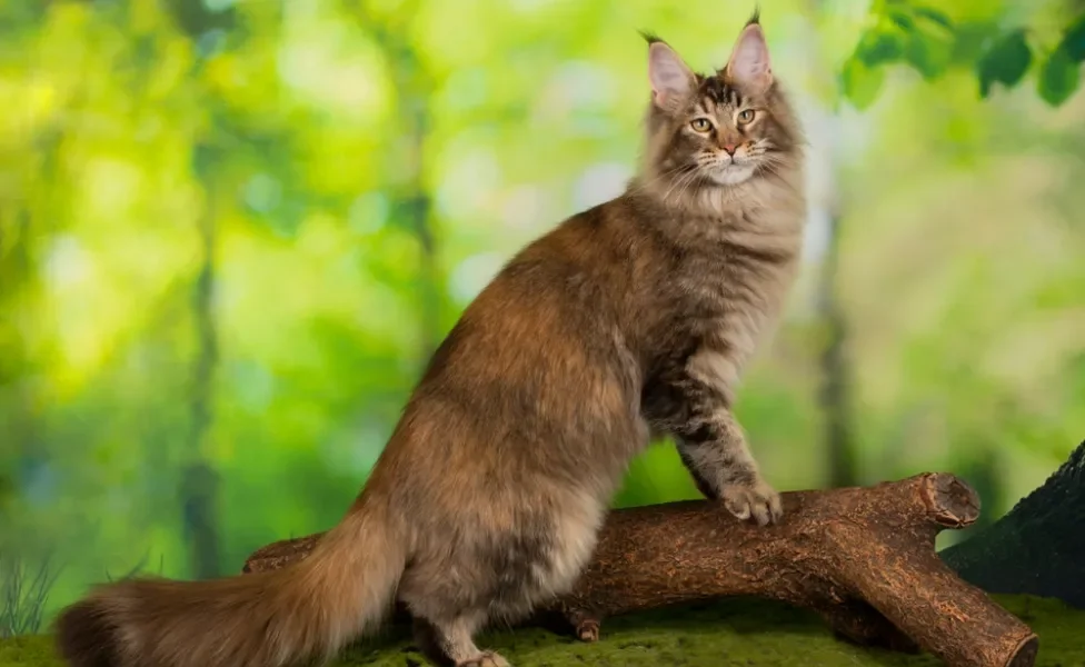 Gato Maine Coon andando em cima de um tronco de árvore