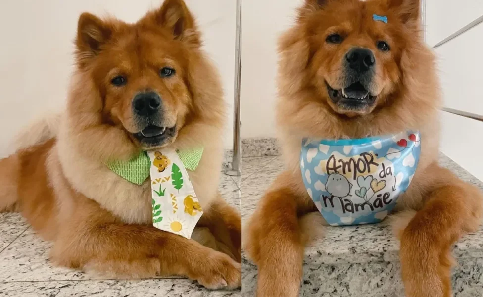 Cachorro Chow Chow usando gravata e bandana