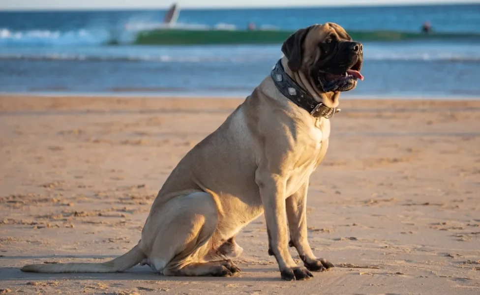 Mastiff Inglês sentado na praia