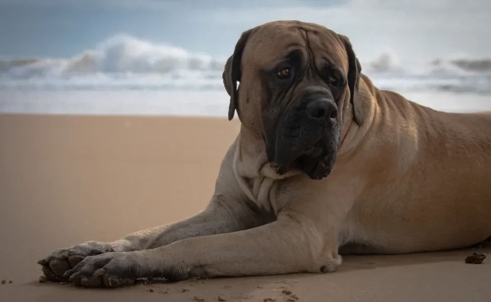 Mastiff Inglês deitado na praia