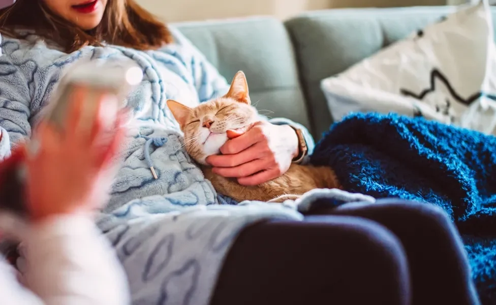 gato deitado na barriga de tutora pedindo carinho