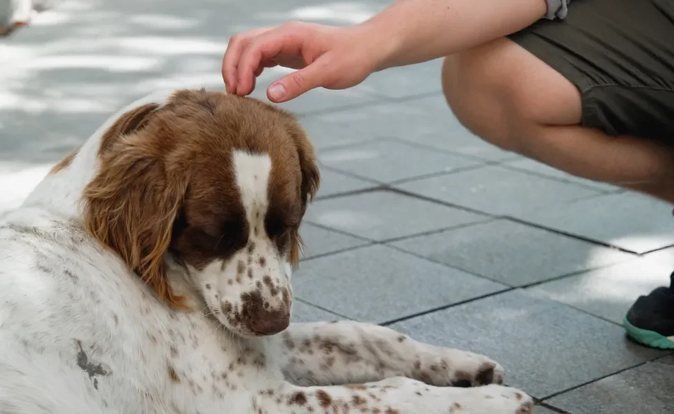 cachorro recebendo carinho na cabeça