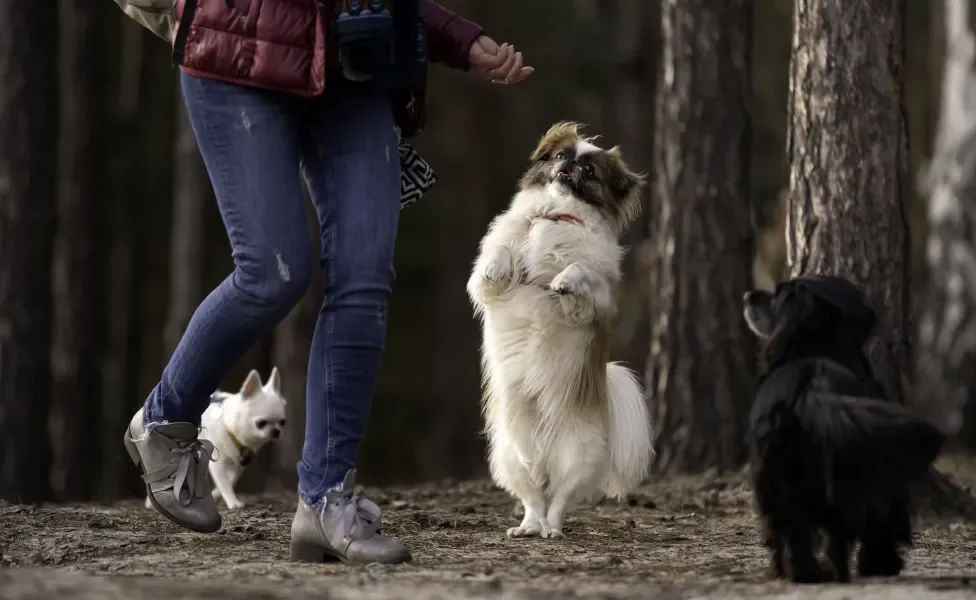 cachorro Pequinês brincando com mulher e mais outros dois cachorros