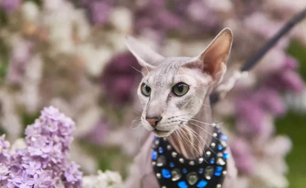 rosto de gato sem pelo da raça Peterbald