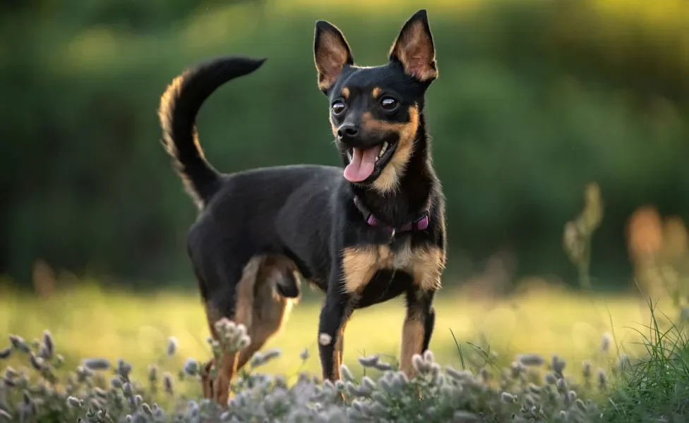 Pinscher em pé ao ar livre