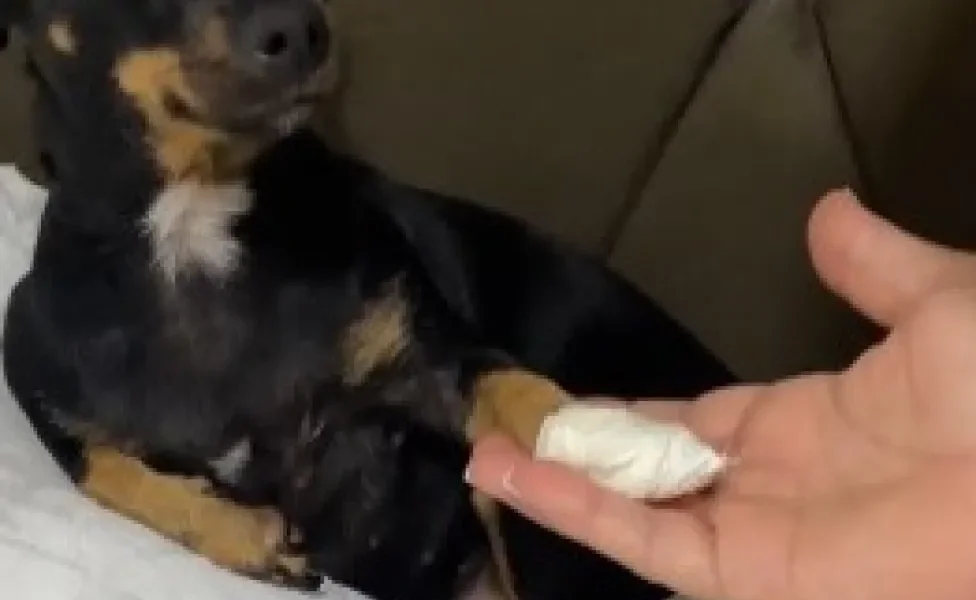 Cachorra Pinscher com a pata enfaixada e apoiada na mão do tutor