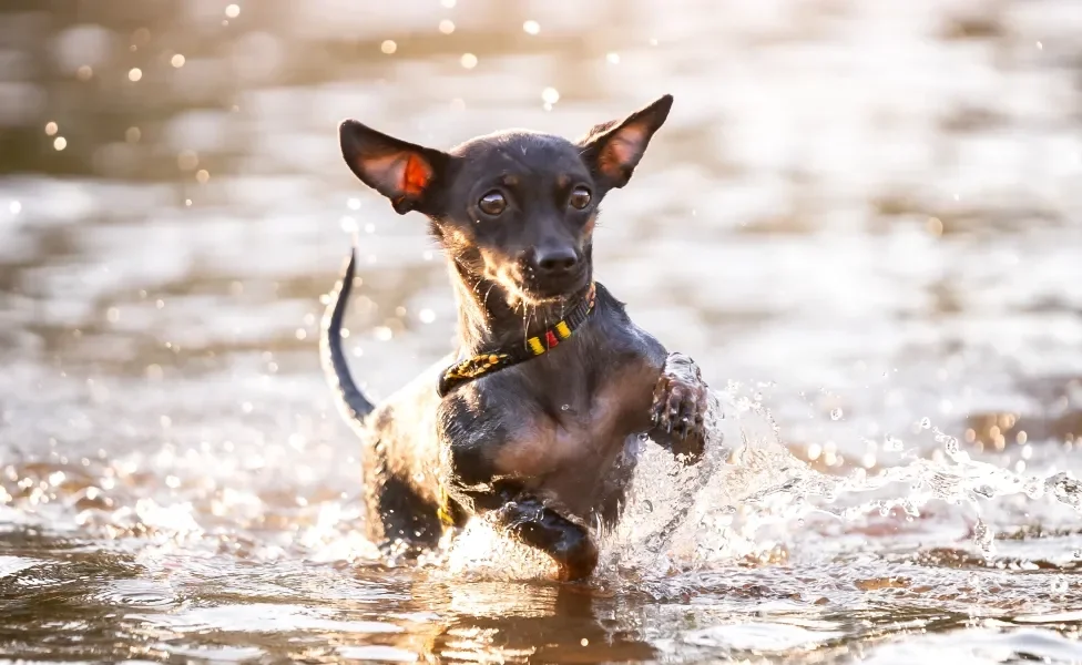 Cachorro da raça Pinscher andando na água