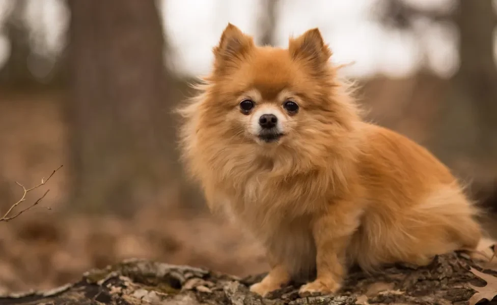 Pomchi sentado ao ar livre