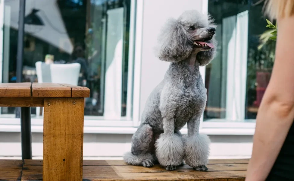 Poodle sentado na varanda