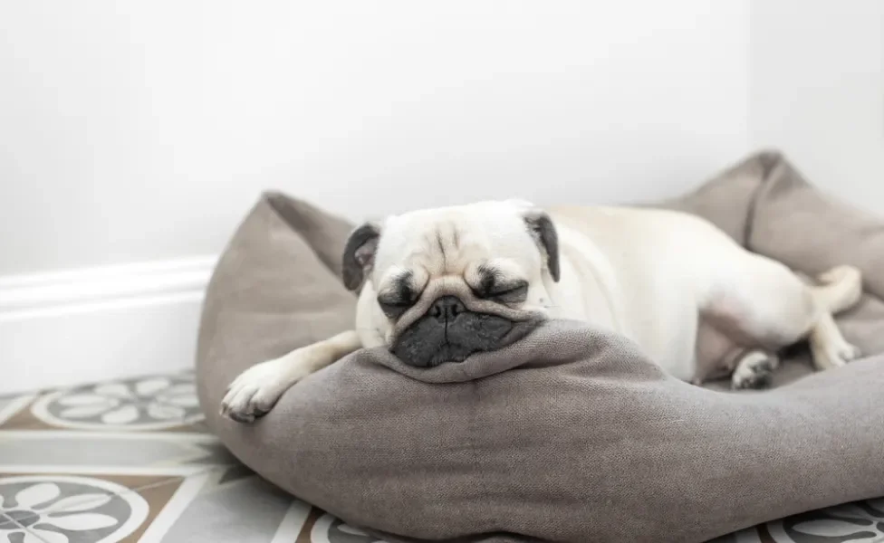 Pug deitado na cama de cachorro