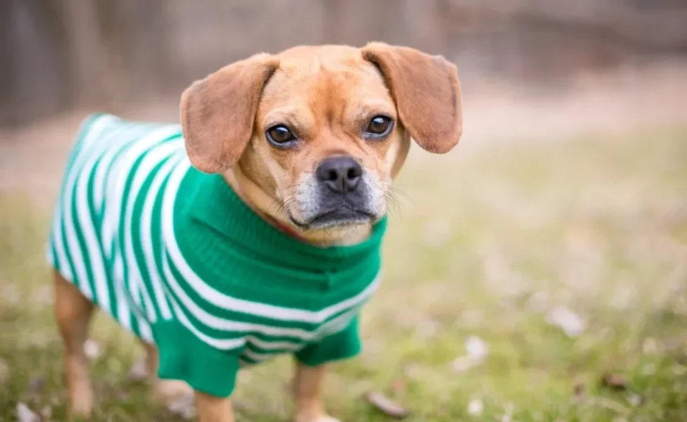 Puggle ao ar livre de casaco