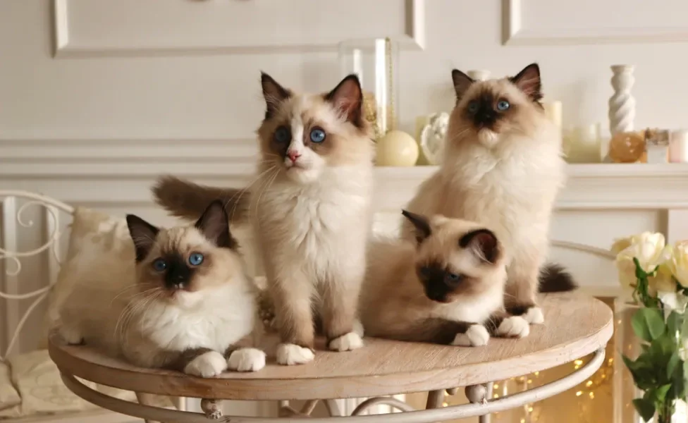 Quatro gatos da raça Ragdoll posados em cima de mesa de madeira