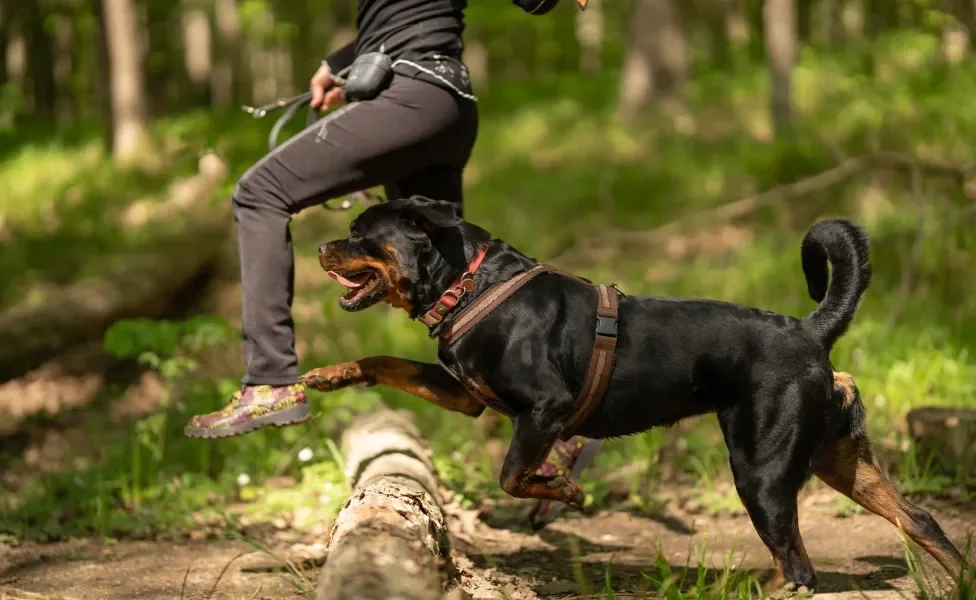 Rottweiler correndo com tutor ao ar livre