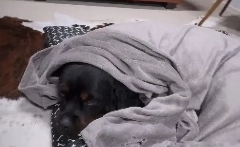 Rottweiler deitado embaixo de edredom